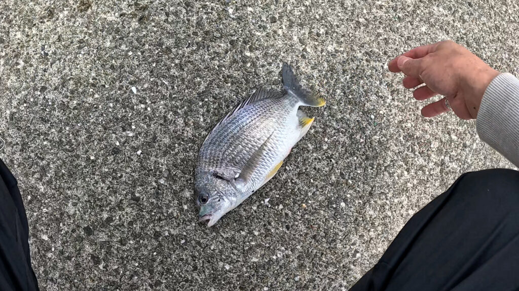 西宮浜総合公園　釣れたキビレ32cm